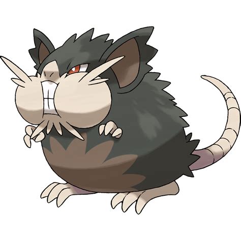 Raticate .